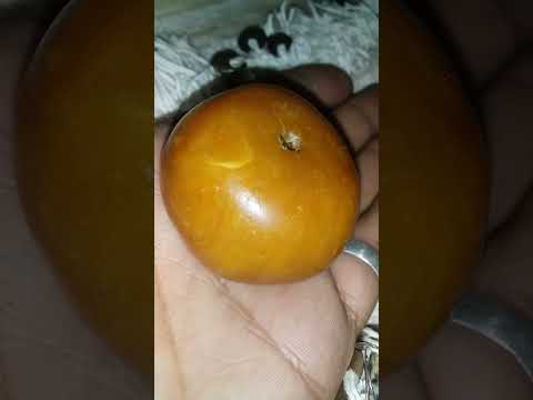 كهرمان لوبان طقش مغربي نادر جدا