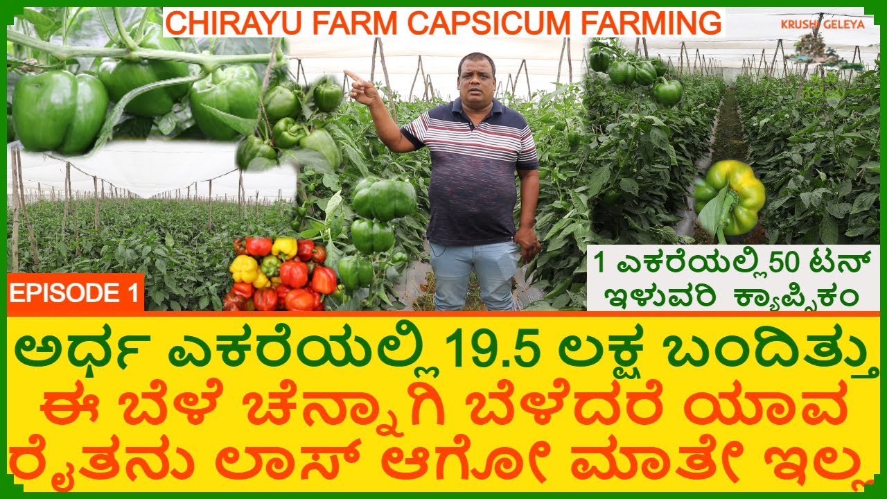 ಅರ್ಧ ಎಕ್ಕರೆಯಲ್ಲಿ 19.5 ಲಕ್ಷ ಬಂದಿತ್ತು | ಕ್ಯಾಪ್ಸಿಕಂ ಡೆಲ್ಲಿಗೆ ಕಳಿಸಿದಿವಿ | 50 ಟನ್ ಇಳುವರಿ Capsicum Farming