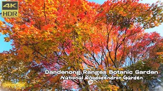 Relaxing Walking Trip | Dandenong Ranges Botanic Garden | National Rhododendron Garden | [4K 60FPS]