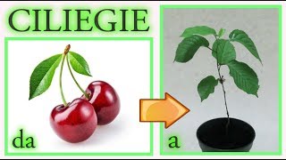 CHERRY, the infallible trick to get a cherry tree seedling in 7 days, from fruit scraps for free