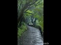 beauty of rain 💫#nature