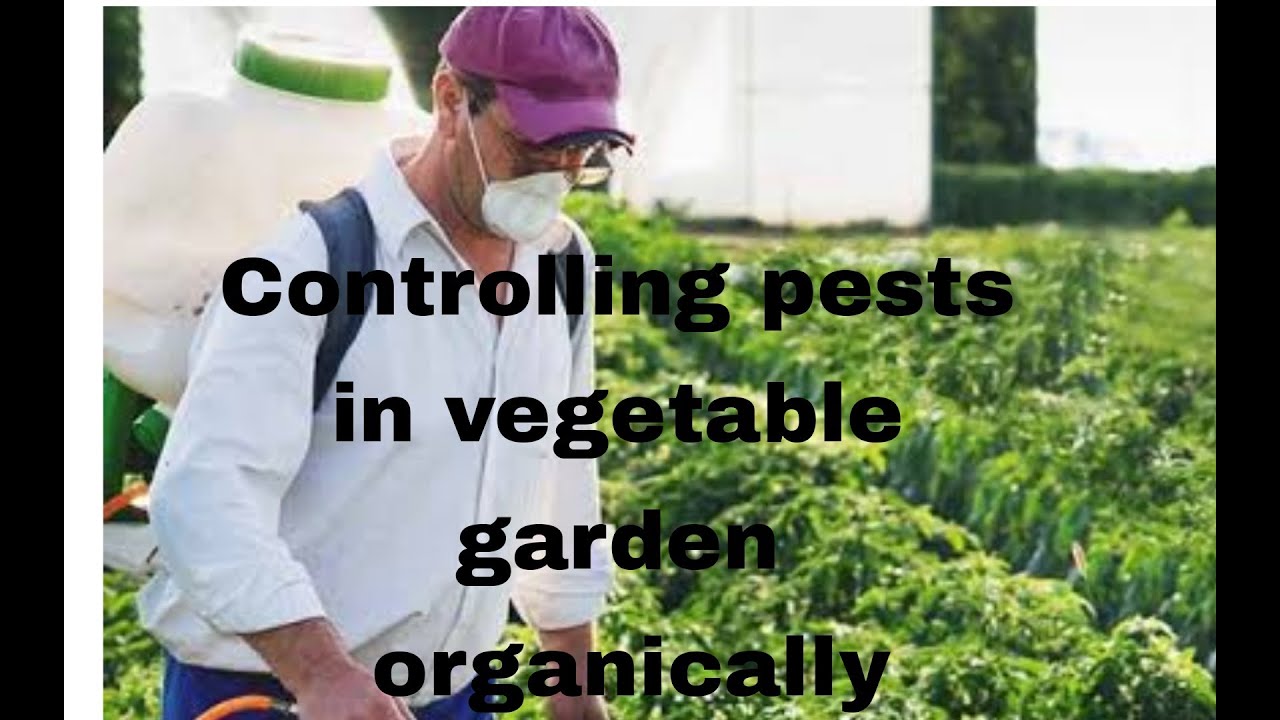 controlling pests in vegetable garden organically YouTube