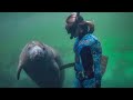 Diving With **SEA COWS** In Weeki Wachee Springs Florida!