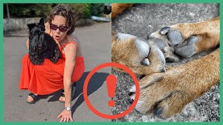 SUMMER DOG DANGERS! KEEPING YOUR DOG SAFE THIS SUMMER - BEWARE THESE 5 DANGERS! by Jitka Krizo Averis 117 views 2 years ago 5 minutes, 35 seconds