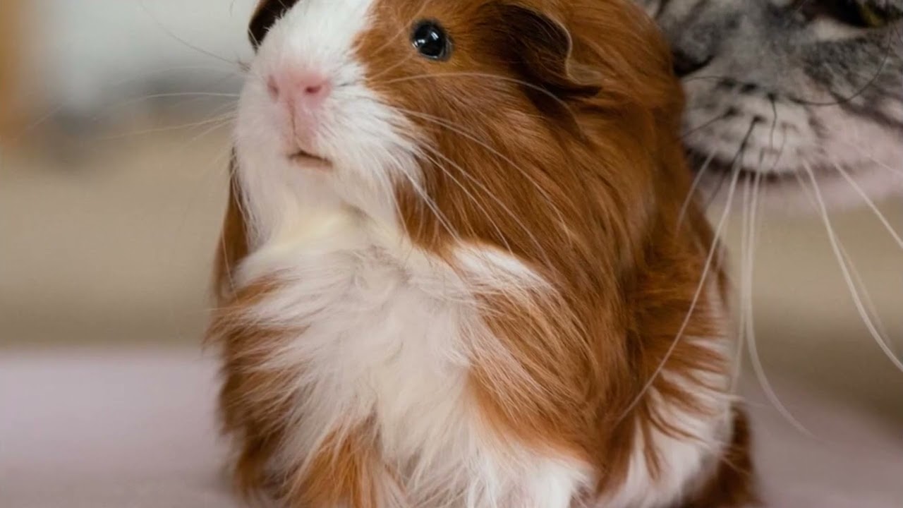 Small pets at risk of heatstroke as temperatures rise, study finds