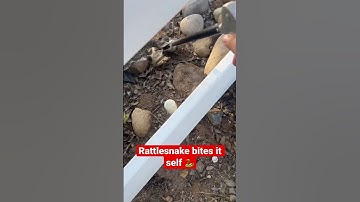 Rattlesnake BITES itself!! #animals #snake