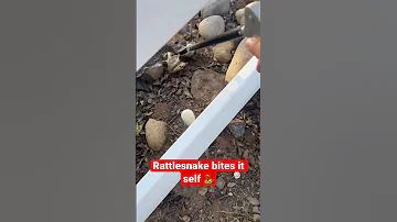 Rattlesnake BITES Itself Animals Snake 
