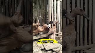 Ambil telur bebek #kucing #kucinglucu #kucingviral #kucing gemoy