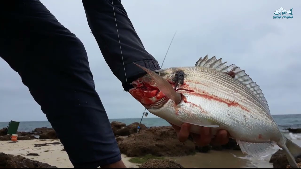 شرح طريقة بسيطة و سهلة لصيد السمكة الملكية (آمون - دنيس - زريقة - dourad...)