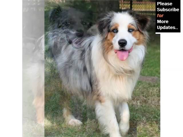 Unlock the Color Spectrum: Explore the Australian Cattle Dog's Vibrant Hues 3 sddefault