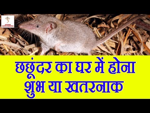 वीडियो: चूहा का वर्ष: सौभाग्य को आकर्षित करने के लिए किस रंग का पेंट करें