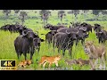 4K African Wildlife: Crazy Great Migration Mara River Crossing in Serengeti -Tanzania in Real Sounds
