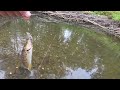 Brown trout on fishman beams sierra 5.2ul #fishing #trout #troutfishing #travel