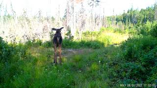 Vocalise veau orignal. Vocalise veau orignal.