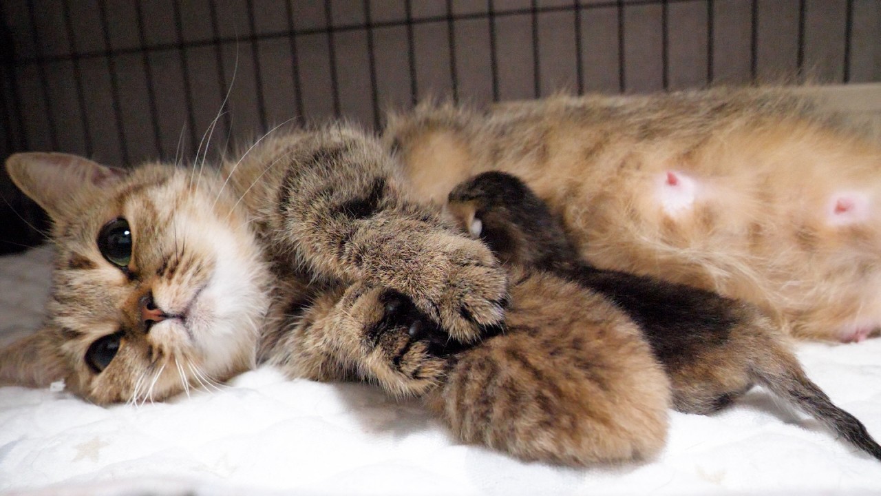 赤ちゃん猫を抱き寄せるママ猫。その姿に温かい愛情を感じる (*´ｪ