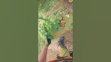 Chunky sequoia rig. #rigging #arborist #treework #chainsaw #arbortec