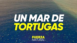 UN MAR DE TORTUGAS: drones captan su viaje a las costas de Australia - #FuerzaNatural