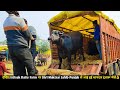  istiyak dairy farm  shri muktsar sahib punjab          