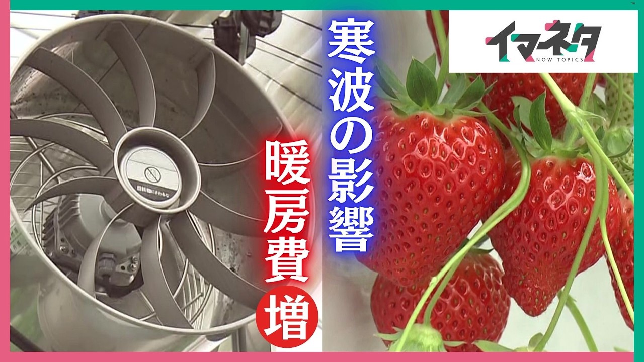 農家のイチゴの暖房機 年間500リットルの灯油利用をゼロに。イチゴ栽培の「脱暖房」で、自然