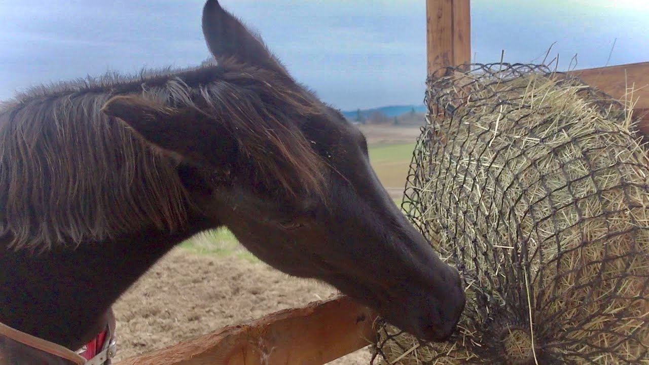 Making Sure Your Horse Has Water During Severe Winter Storms – The Horse