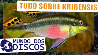 APRENDA TUDO SOBRE KRIBENSIS! E VENHA VER OS KRIBENSIS AQUI NA LOJA!