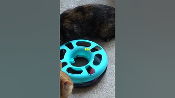 Why Catnip Makes Your Cat Go Wild! 🐾 2025 05 17