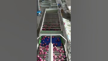 Onion adjustable grader classifier vegetable sorting and grading machine onion processing line