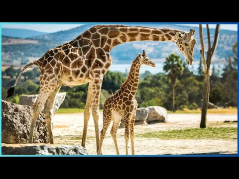 🟢WATCH IN THIS VIDEO: THE AMAZING REPRODUCTIVE LIFE OF GIRAFLES