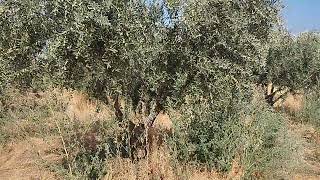 8 Ağustos 2026 Zeytin de Yaprak tan 9. Uygulama 