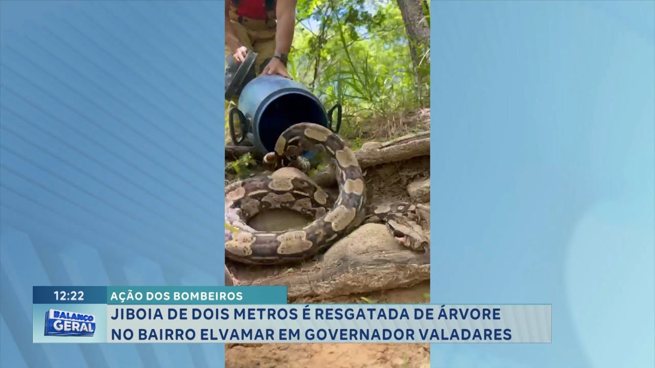 Ação dos bombeiros: Jiboia de dois metros é resgatada de árvore no bairro Elvamar em Gov. Valadares.