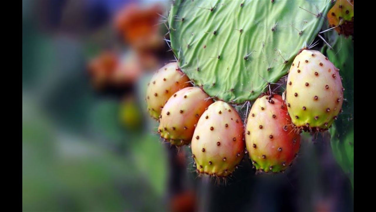 التين الشوكي بالجبل الأخضر بسلطنة عمان