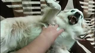 When my brother irattes my lovely dog Sandy.My dog reacts like this.