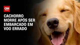 Cachorro morre após ser embarcado em voo errado | CNN PRIME TIME