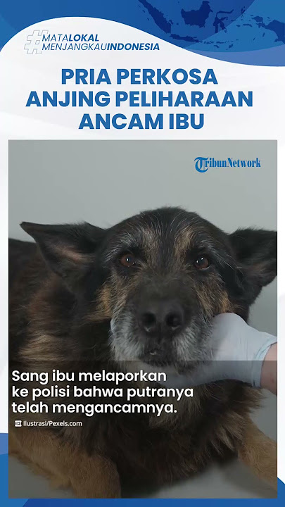 Pria di AS Perkosa Anjing Peliharaannya, Ancam akan Bunuh Ibu Jika Berani Melaporkan Aksi ke Polisi