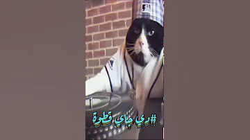 اقوى ديجي قط بسرعه تعال 4 