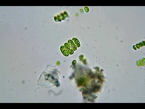 Scenedesmus - YouTube