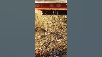 Trapping Nuisance Raccoons #trapping #raccoon #shorts #short #predatorcontrol