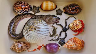 Catch puffer fish and hermit crabs, snails, conch, eels, crabs, sea fish, nemo fish, ornamental fish