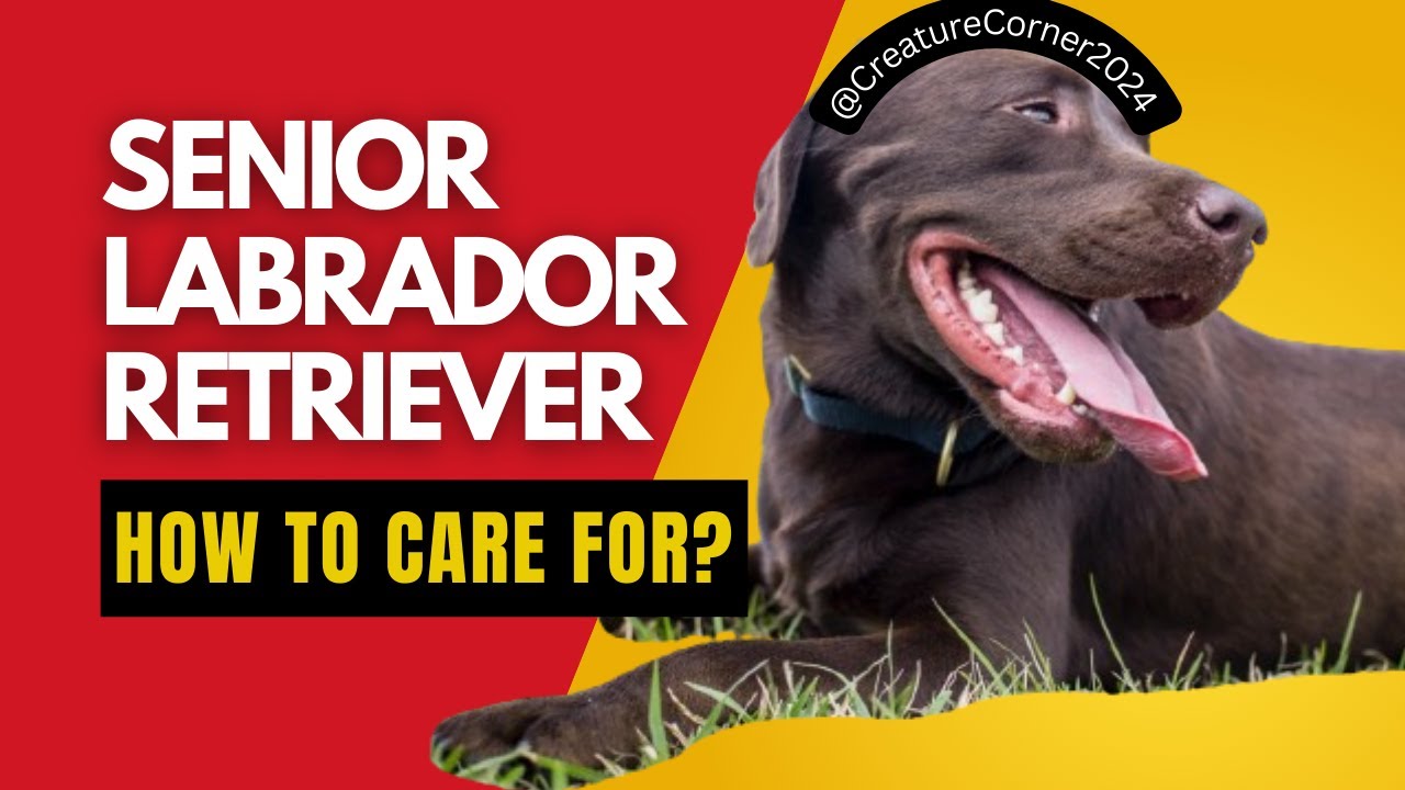 How to care for a senior Labrador Retriever - YouTube