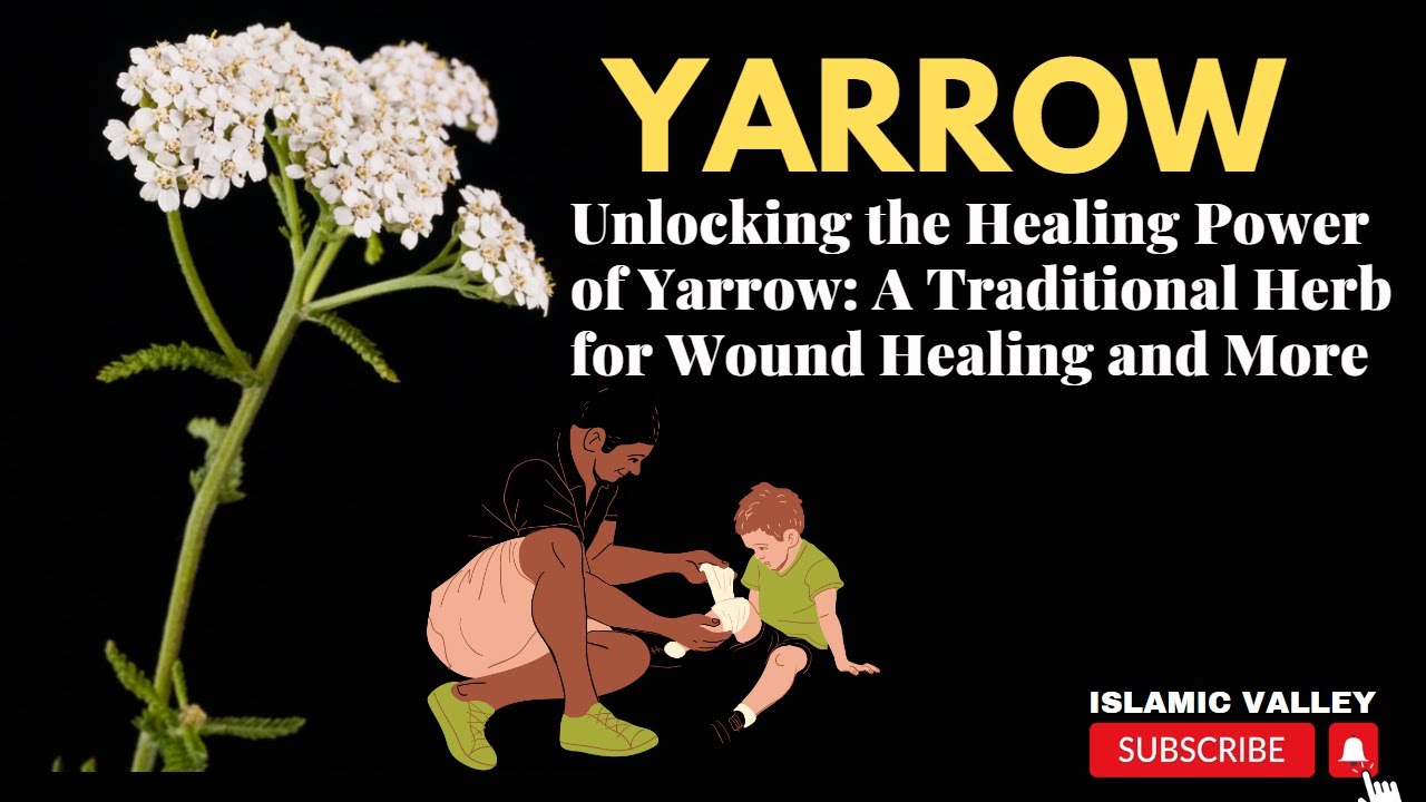 Yarrow yarrow plant yarrow flower yarrow medicinal uses YouTube