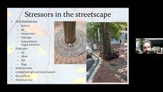 Challenges of Planting and Maintaining Street Trees screenshot 1