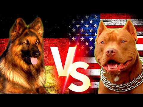 Pitbull Vs Alman Kurdu ( German Shepherd ) Köpekleri  #pitbull #almankurdu #köpek