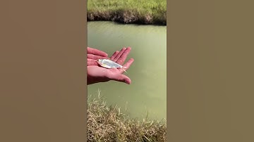 Throwing the Cast Net in a Spillway! #fishing #texas #shorts #short