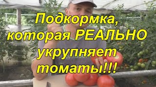 Подкормка томатов, которая укрупняет плоды(реально работает)