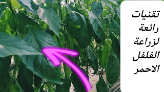 زراعة الفلفل بطريقة حديثة Growing peppers in a modern way