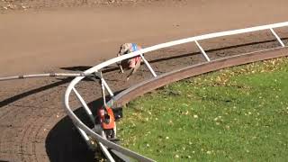 Tampere 8.10.2022 Lähtö 31: whippet yk, W-H Veteraanimestaruus 2022, 280 m by High Caliber racing whippets 118 views 1 year ago 35 seconds