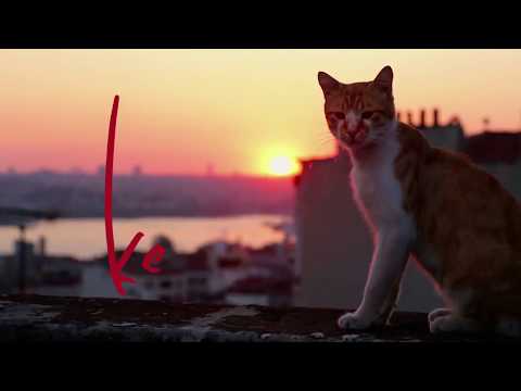 Kedi   La citt dei gatti   Trailer Italiano Ufficiale  HD