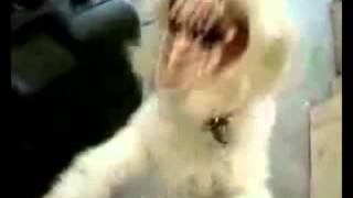 Эти забавные животные Эти забавные животные
