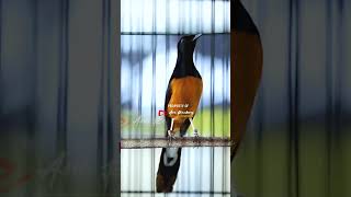 Download Lagu GACOR !! TANDES BANGET MATERINYA MP3