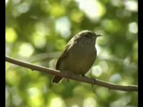 Vídeo: Maria Com Folhas De Bordo